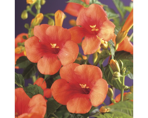 Trúbkovec FloraSelf Campsis tagliabuana 'Madame Galen' 50-70 cm kvetináč 2,3 l Detailný záber na trúbkovité kvety