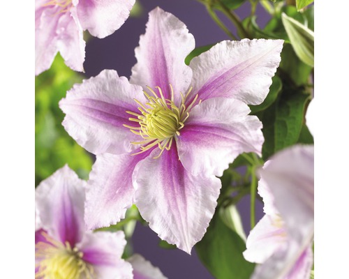 Plamienok FloraSelf Clematis x hybrid Patens 'Piilu' kvetináč 2,3 l