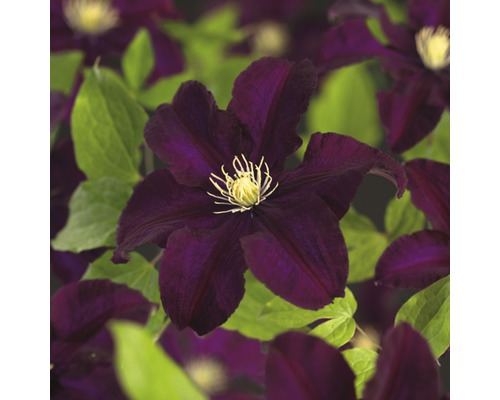 Plamienok FloraSelf Clematis x hybrid 'Warszamska Nike' kvetináč 2,3 l