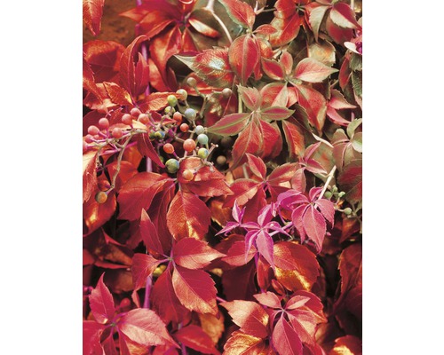 Detailný záber na pavinič päťlistý s listami a bobuľami