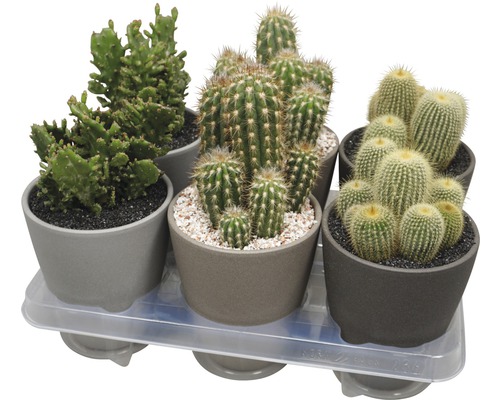 Šesť kaktusov v kvetináčoch na podnose
