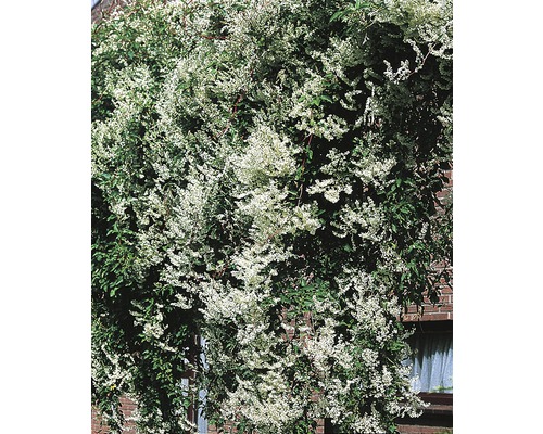 Pohánkovec FloraSelf Fallopia aubertii 50-70 cm kvetináč 2,3 l