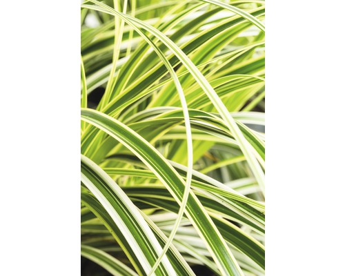 Ostrica japonská FloraSelf Carex morrowii 'Feather Falls' 5-30 cm kvetináč 3 l Detail okrasnej trávy s listami