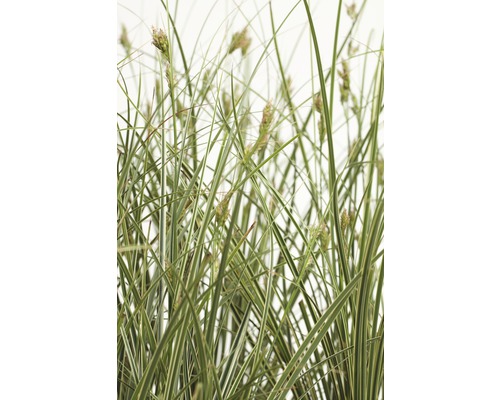 Ostrica pestrolistá väčšia FloraSelf Carex brunnea 'Variegata' 10-20 cm kvetináč 3 l