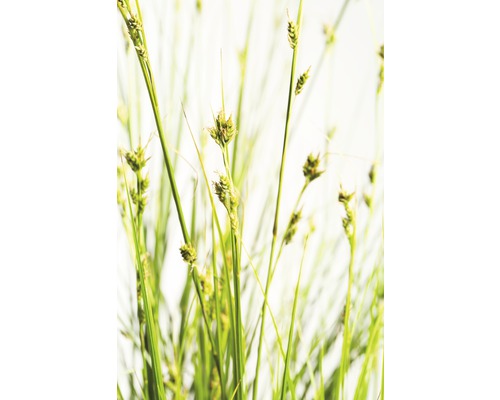 Ostrica väčšia FloraSelf Carex brunnea 5-20 cm kvetináč 3 l