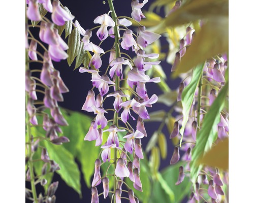 Vistéria kvetnatá FloraSelf Wisteria floribunda 'Rosea' 50-70 cm kvetináč 2,3 l Kvetenstvo vistérie s listami