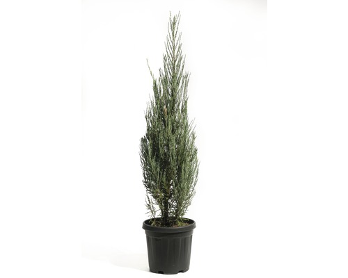 Borievka skalná FloraSelf Juniperus scopulorum 'Blue Arrow' výška 100-125 cm kvetináč 10 l