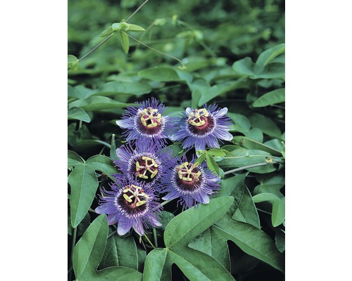 Mučenka FloraSelf Passiflora caerulea „Purple Haze“ 50-70 cm Ø 16 cm kvetináč