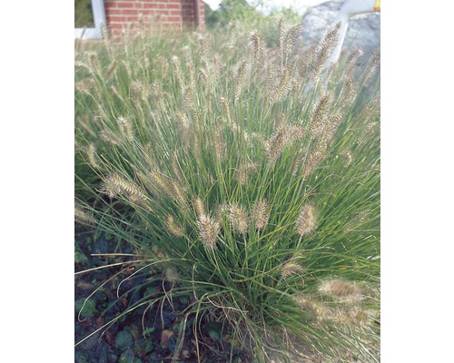 Perovec psiarkovitý FloraSelf Pennisetum alopecuroides 'Hameln 5-30 cm kvetináč Ø 14 cm