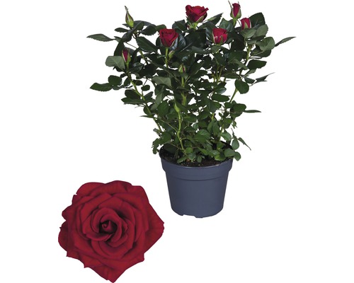 Izbová ruža FloraSelf Rosa hybrid 'Isabel' 30-40 cm kvetináč Ø 13 cm