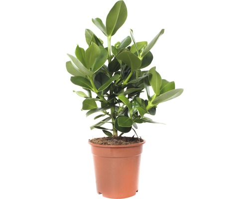 Momordica balsamina FloraSelf Clusia rosea 'Princess' 55-65 cm kvetináč Ø 17 cm Clusia izbová rastlina v kvetináči