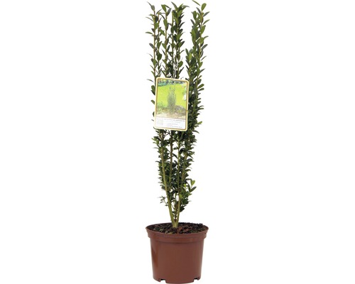 Cezmína japonská stĺpovitá FloraSelf Ilex crenata 'Fastigiata' 30-40 cm kvetináč 2 l Štíhly krušpán pestovaný v kvetináči