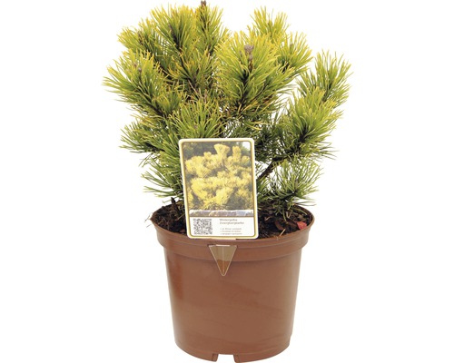 Borovica kleč FloraSelf Pinus mugo 'Carstens Wintergold' výška 15-20 cm kvetináč 2 l Zakrpatená borovica v kvetináči