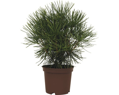 Borovica v kvetináči