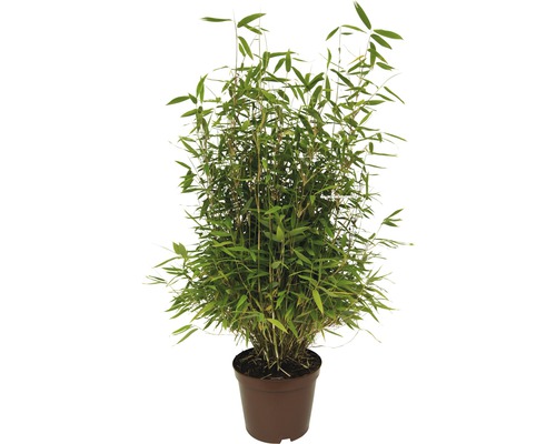 Bambusová rastlina v kvetináči