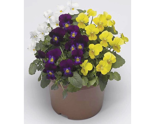 Fialka ostrohatá Viola cornuta trio kvetináč Ø 12 cm rôzne druhy
