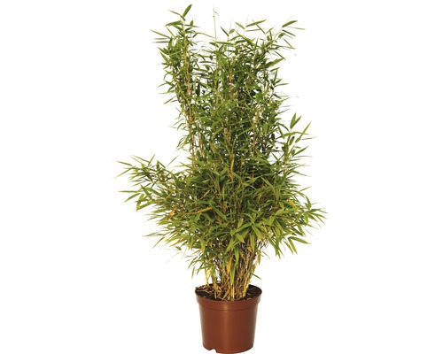 Bambusová rastlina v kvetináči