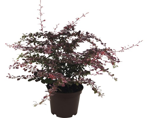 Dráč Thunbergov FloraSelf Berberis thunbergii 'Harlequin' výška 20-30 cm kvetináč 2 l