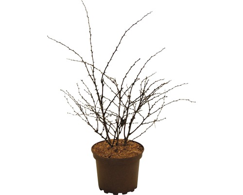 Tŕnitý ker v kvetináči