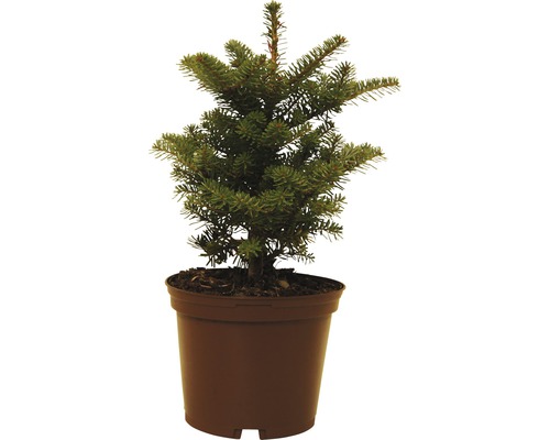 Malý smrek v kvetináči