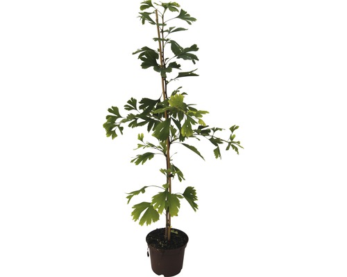 Ginko biloba v kvetináči s oporným kolíkom