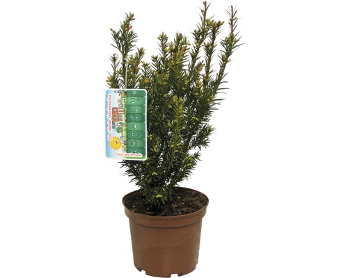 Tis obyčajný FloraSelf Taxus baccata 'Westerstede' výška 30-40 cm kvetináč 3 l Tis v kvetináči s etiketou rastliny