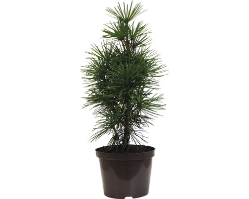 Dáždnikovec praslenovitý FloraSelf Sciadopitys verticillata výška 40-50 cm kvetináč 5 l