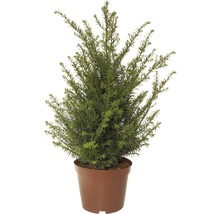 Tis červený FloraSelf Taxus baccata výška 40-50 cm kvetináč 5 l