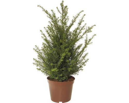 Tis červený FloraSelf Taxus baccata výška 40-50 cm kvetináč 5 l