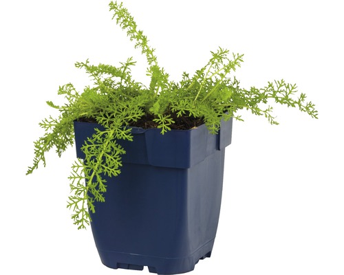 Zelená rastlina v modrom kvetináči