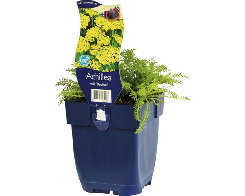 Rebríček červený FloraSelf Achillea millefolium 'Desliyel' 5-30 cm kvetináč 0,5 l Rebríček bertrám ''Desliyel'' v kvetináči