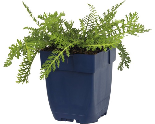 Pravý harmanček rastlina v kvetináči