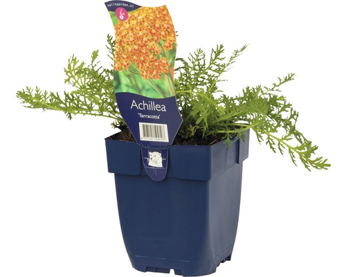 Rebríček obyčajný FloraSelf Achillea millefolium 'Terracotta' 5-80 cm kvetináč 0,5 l Rebríček obyčajný Terracotta v kvetináči