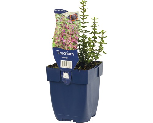Ožanka FloraSelf Teucrium lucidrys výška 5-40 cm kvetináč 0,5 l