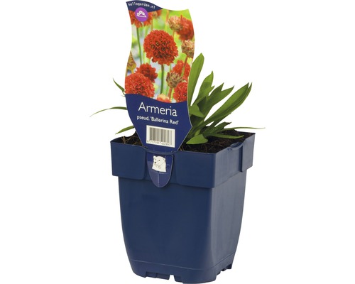 Trávnička prímorská Armeria pseudarmeria 'Ballerina Red' 5-20 cm kvetináč 0,5 l Trávnička Ballerina Red v kvetináči