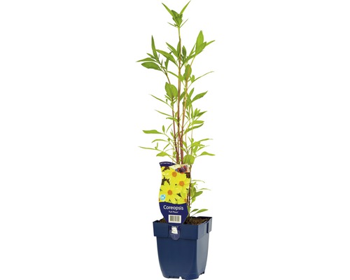 Krásnoočko veľkokveté FloraSelf Coreopsis-kultivar 'Full Moon' výška 5-20 cm kvetináč 0,5 l