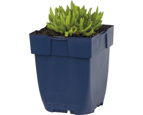 Izbová rastlina so sukulentmi v kvetináči