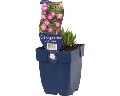 Delosperma, kosmatec FloraSelf Delosperma aberdeenense 'Hot Pink' 5-10 cm kvetináč 0,5 l