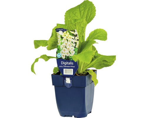 Náprstník červený FloraSelf Digitalis purpurea 'Dalmatian White' 5-30 cm kvetináč 0,5 l Náprstník červený FloraSelf Digitalis purpurea 'Dalmatian White' 5-30 cm kvetináč 0,5 l