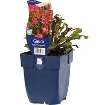 Gaura Lindh. ''Florgaured'' v kvetináči