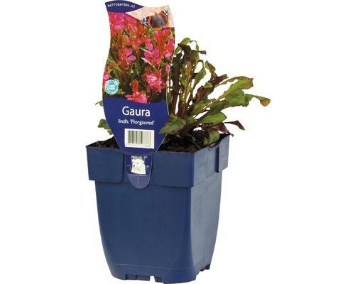 Gaura Lindh. ''Florgaured'' v kvetináči