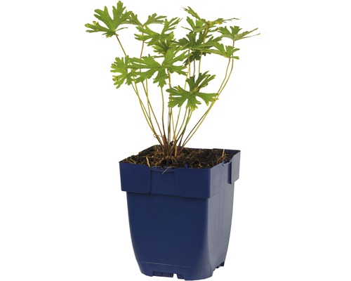 Geranium v kvetináči
