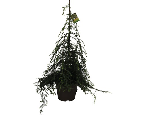 Jedľovec kanadský previslý FloraSelf Tsuga canadensis 'Pendula' výška 60-80 cm kvetináč 7,5 l Jedľovec kanadský previslý FloraSelf Tsuga canadensis 'Pendula' výška 60-80 cm kvetináč 7,5 l