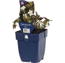 Geranium odrody Sanne v kvetináči