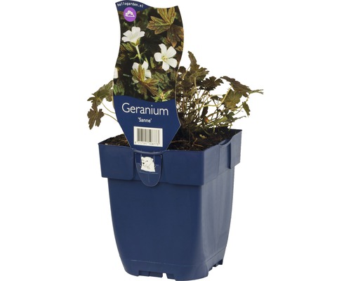 Geranium odrody Sanne v kvetináči