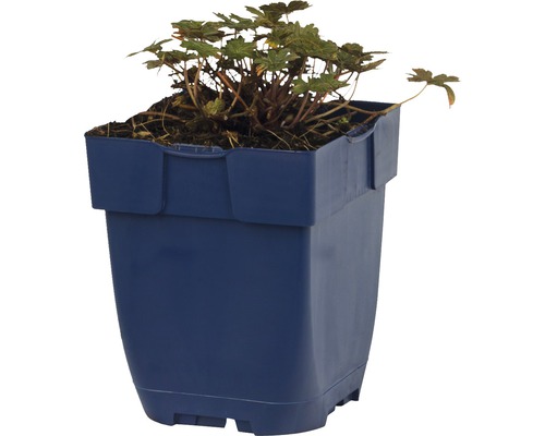 Zasadený pakost v kvetináči