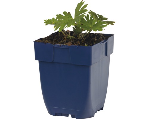 Geranium v modrom kvetináči