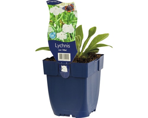 Kukučka vencová plnokvetá v kvetináči