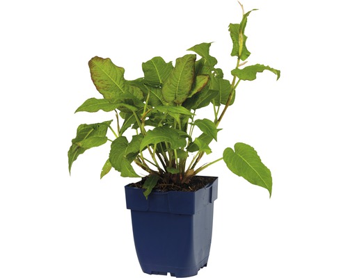 Stavikrv hadí koreň v kvetináči