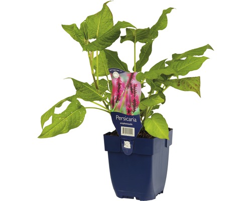 Stavikrv rastlina v kvetináči